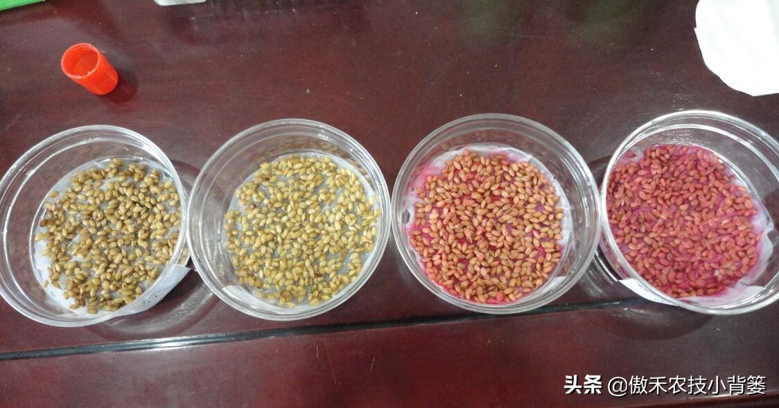 学会这些种植小技巧,妙招壮苗