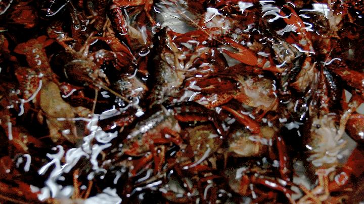 靓靓蒸虾老城根店团购,西安老城根靓靓蒸虾