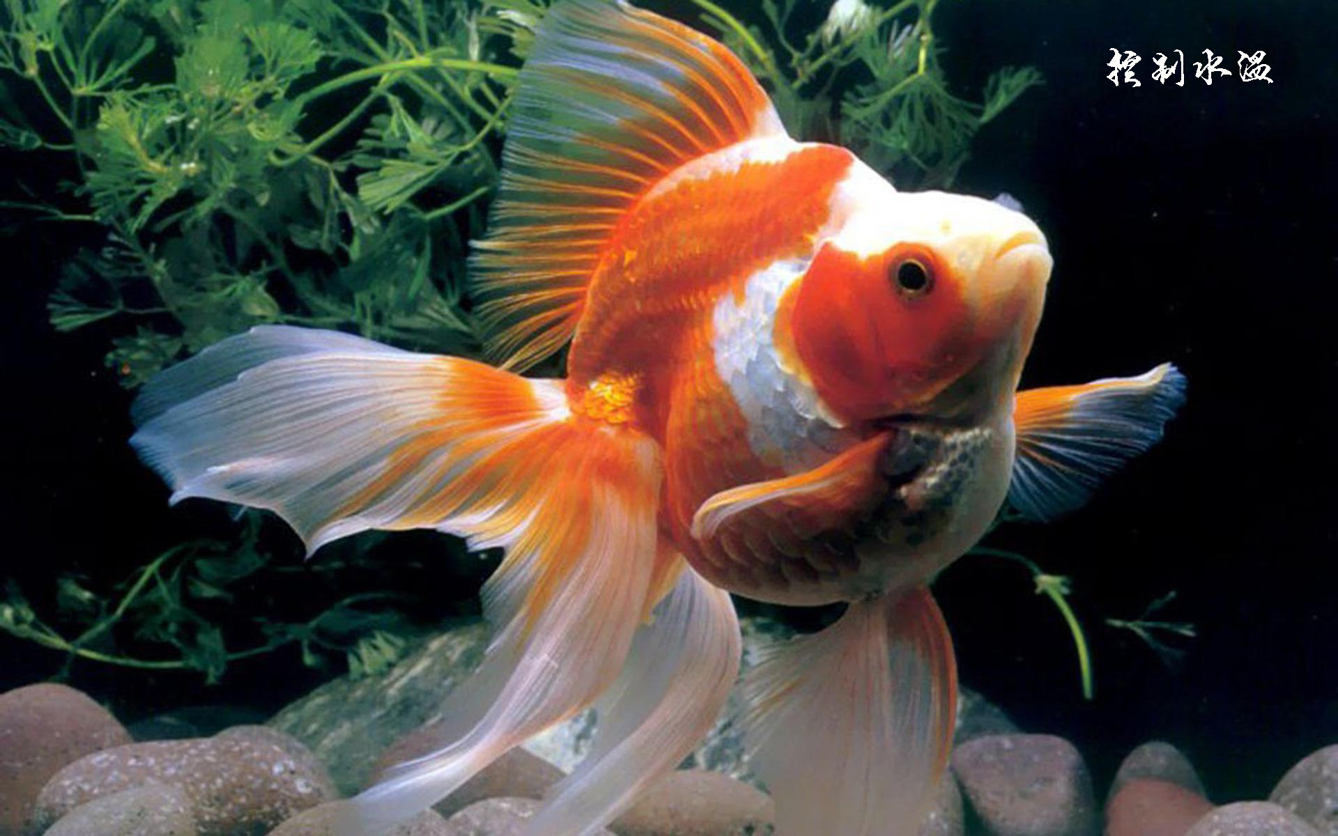 鎏金金鱼能和龙睛一起养吗,鎏金鱼和锦鲤还有龙睛能一起养吗