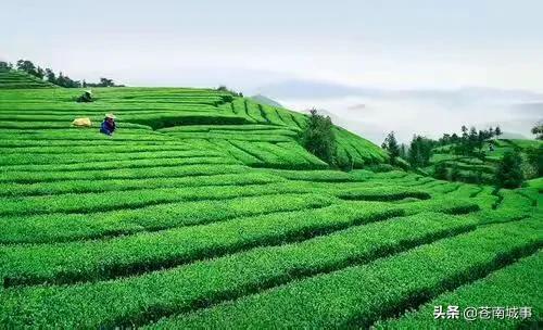 苍南发展项目表,温州苍南发展前景