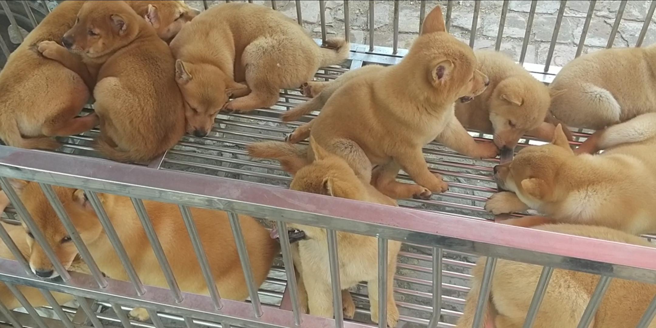 商丘宠物交易市场宠物兔,逛东北宠物交易市场