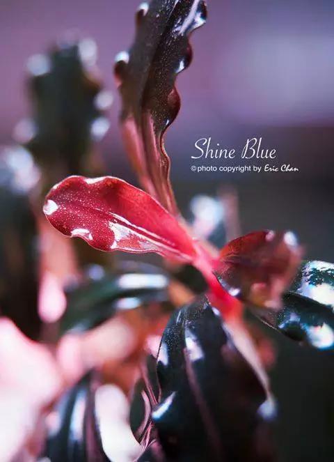 卡佩特k5辣椒榕为什么这么贵,辣椒榕k5为什么贵