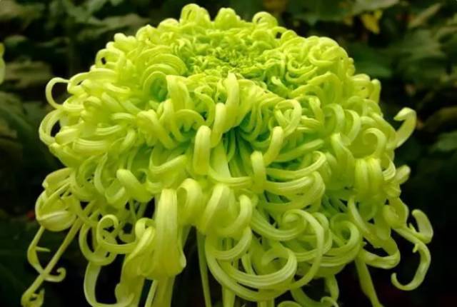 中国十大名花你认识几种呢,中国十大名花你喜欢哪种呢