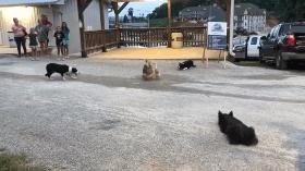 边牧赶鸭子,为什么赶鸭子都是边牧