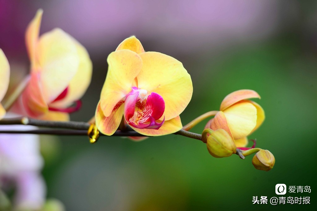 青岛人每年过年必逛！枯桃花卉市场多彩蝴蝶兰贺新春