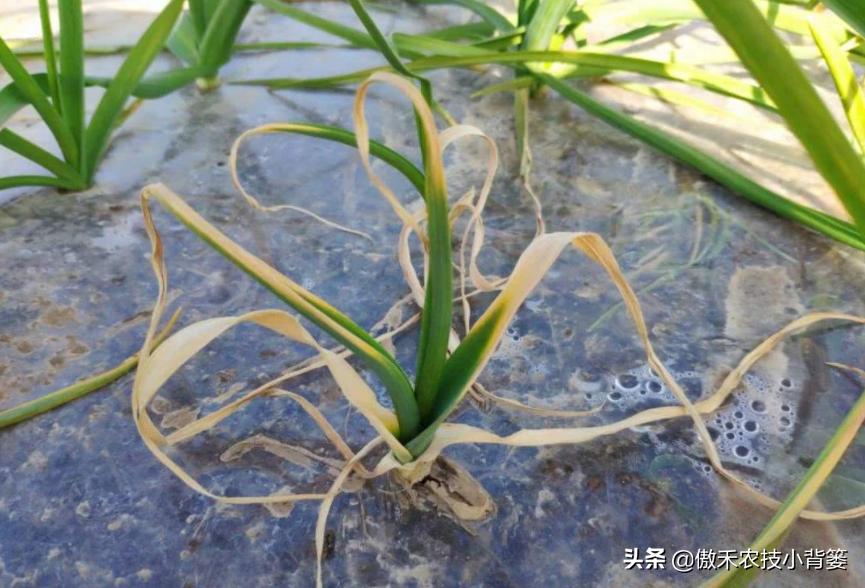 农作物灌根用什么杀菌药效果好,阿维菌素灌根可以防治哪些病害