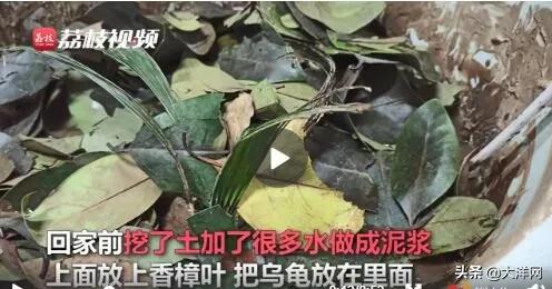 龟坚强乌龟小视频,龟坚强宝宝