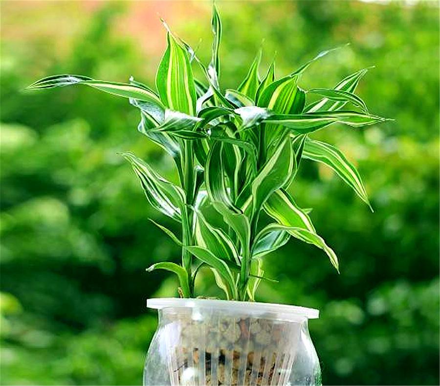 富贵竹黄叶怎么办能救活吗,富贵竹总是黄叶怎么办