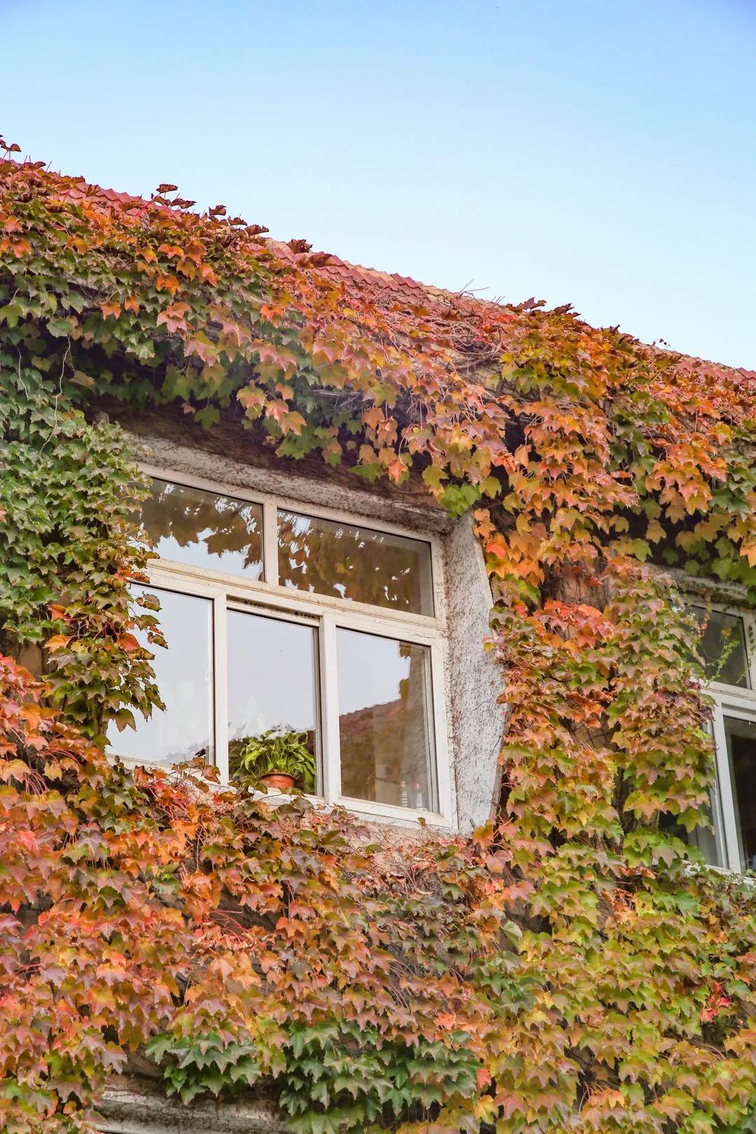 醉美大工秋|读书不觉已秋深，____________