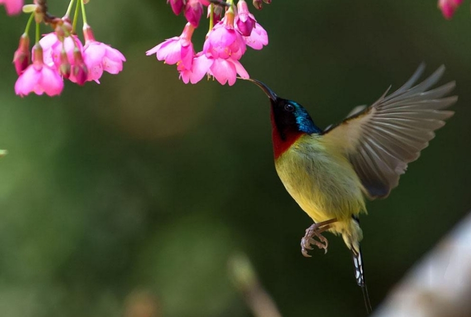 太阳鸟品质,太阳神鸟绝美
