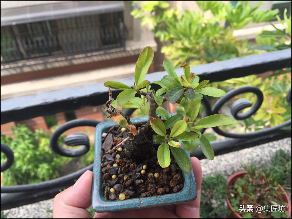 花木叶子枯黄怎么处理,花木叶子萎了怎么补救