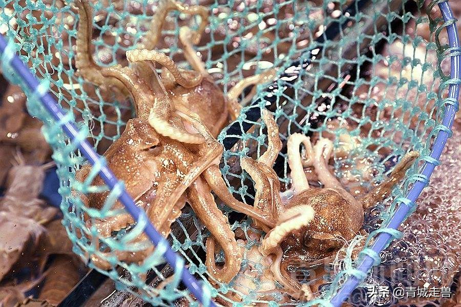 胶东八带家庭做法,胶东人喜欢吃的菜