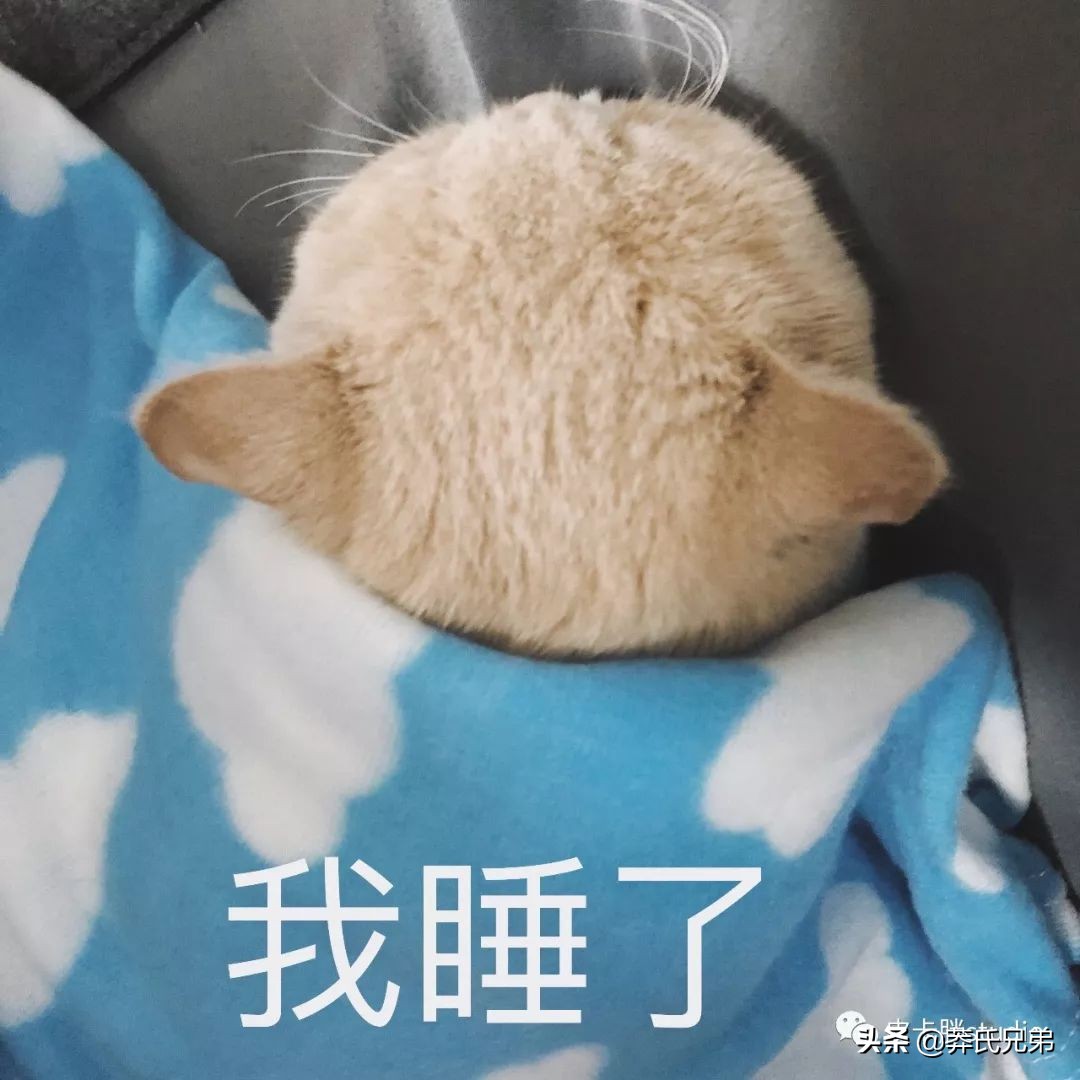 可爱小奶猫刚生出成长日记,一只小奶猫的成长过程