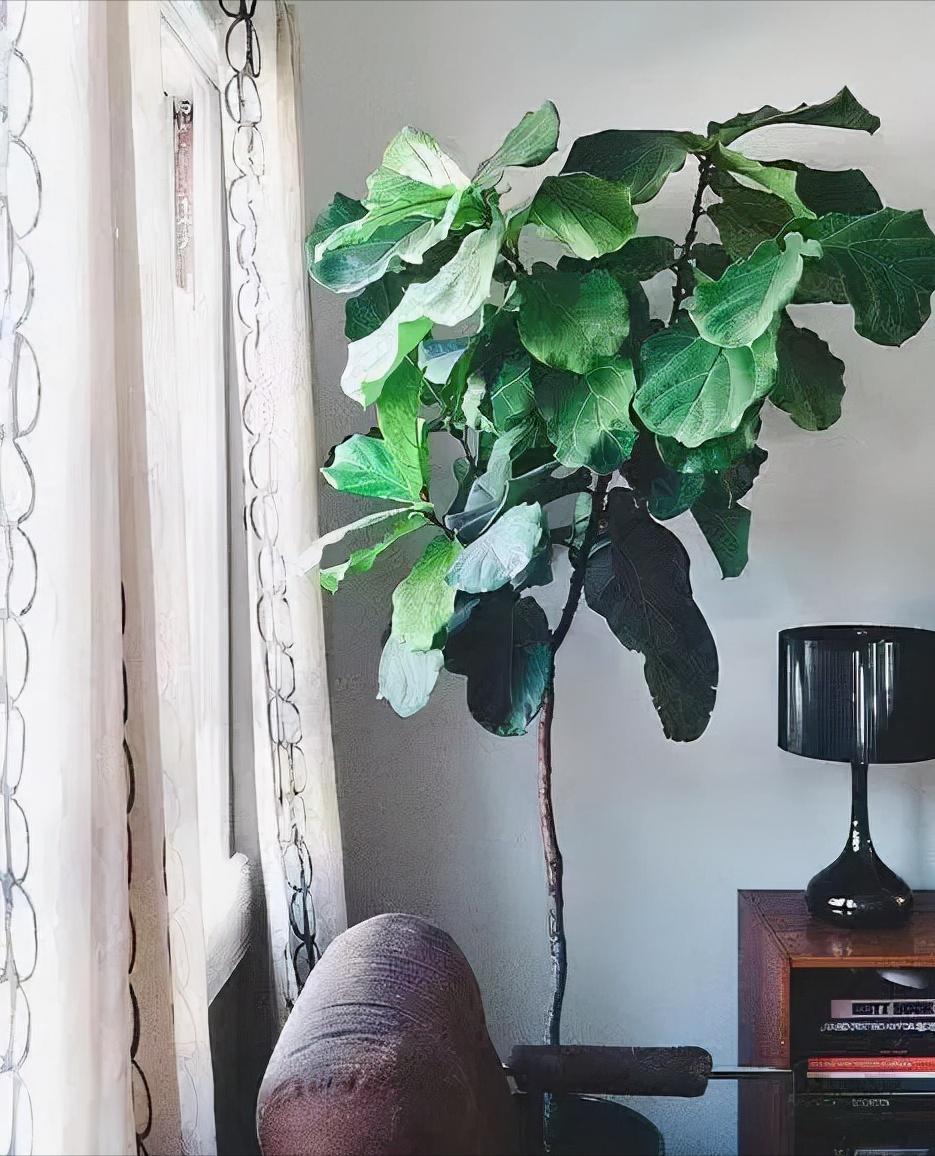 养死绿植的主要原因,绿植养护常见疾病及处理方法