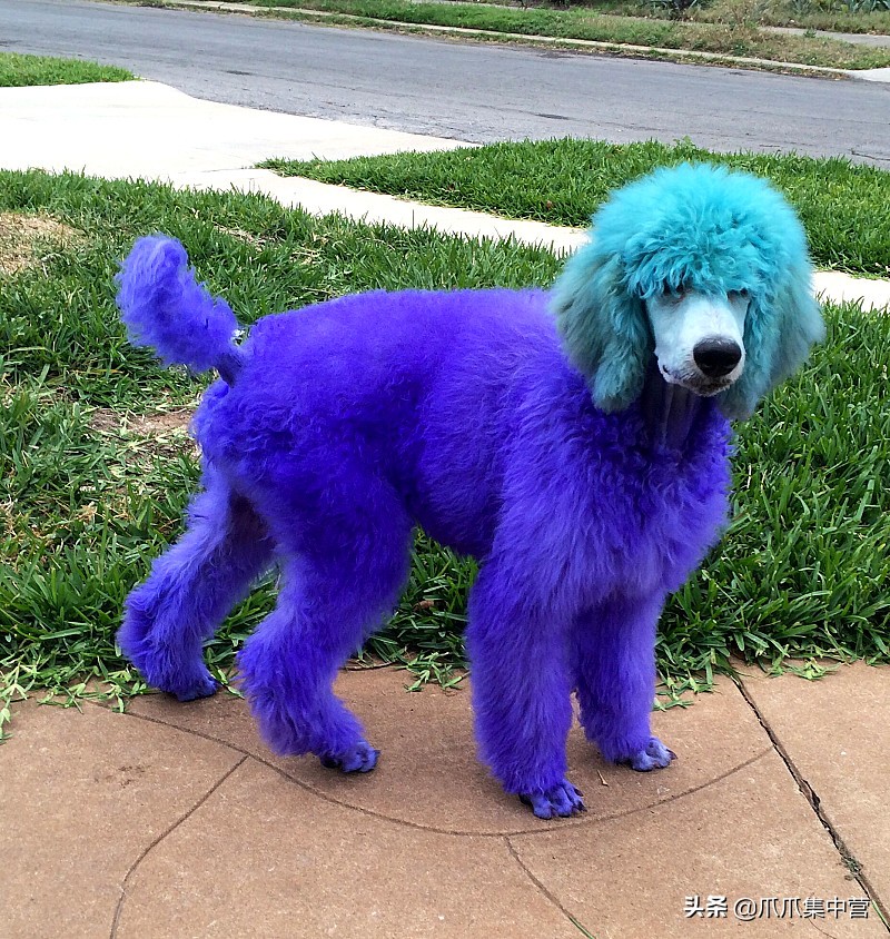 在马路上画只老虎把狗子吓坏了,狗画成老虎的模样吓跑了豹子