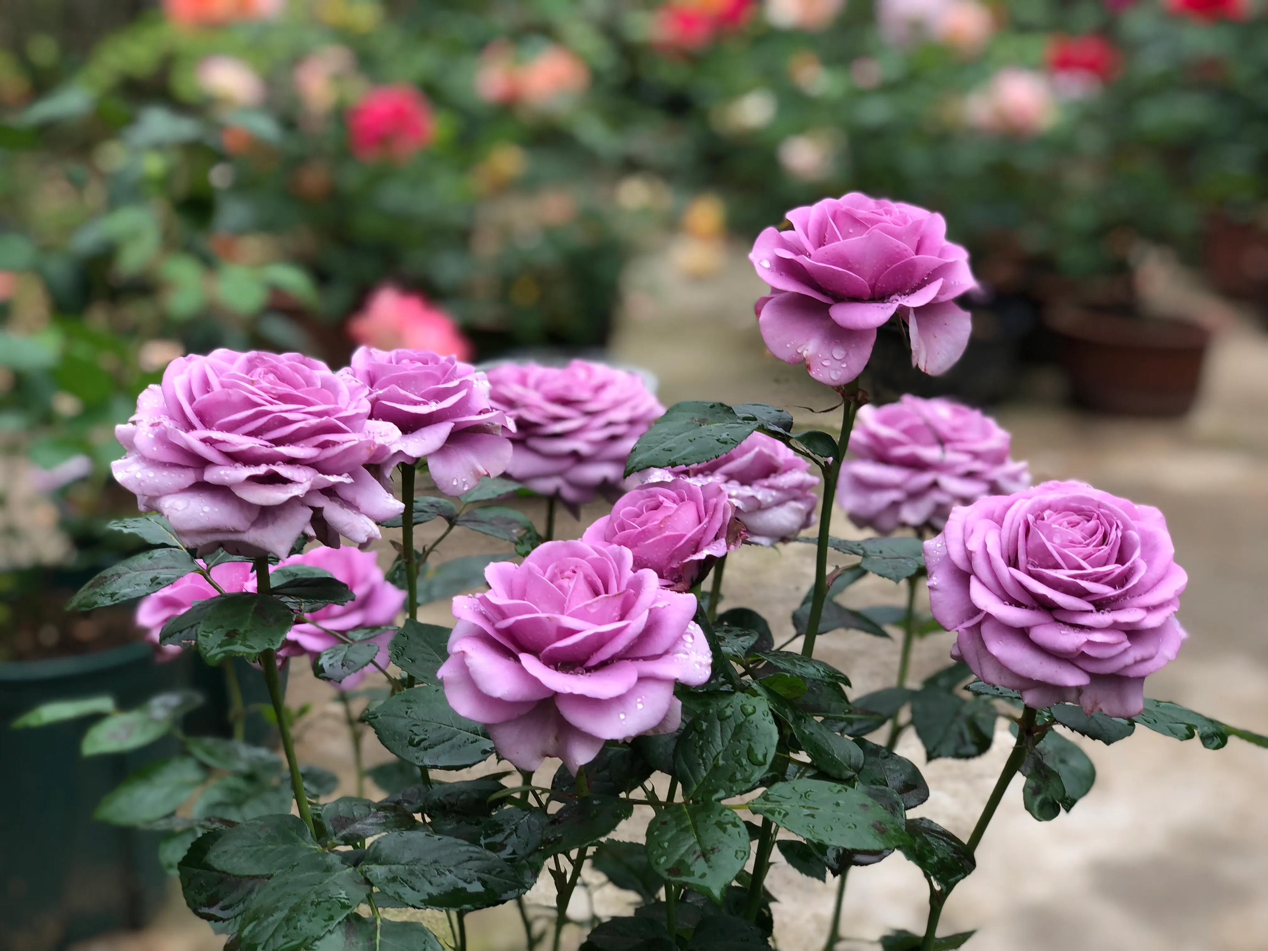 植物养出爆皮效果,月季埋鱼肠爆花了