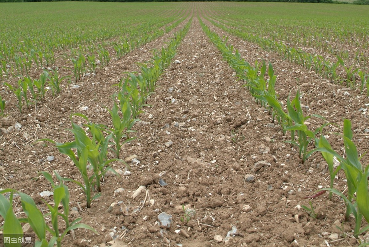 种植玉米起垄好还是平播好,玉米播浅了干旱怎么办