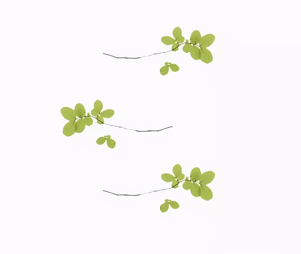 谁家玉笛暗飞声音效,《谁家玉笛暗飞声》