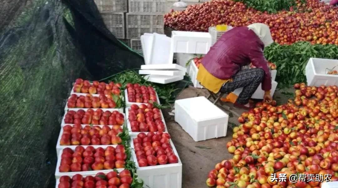 又脆又甜的油桃真好吃,油桃脆甜多汁爽口