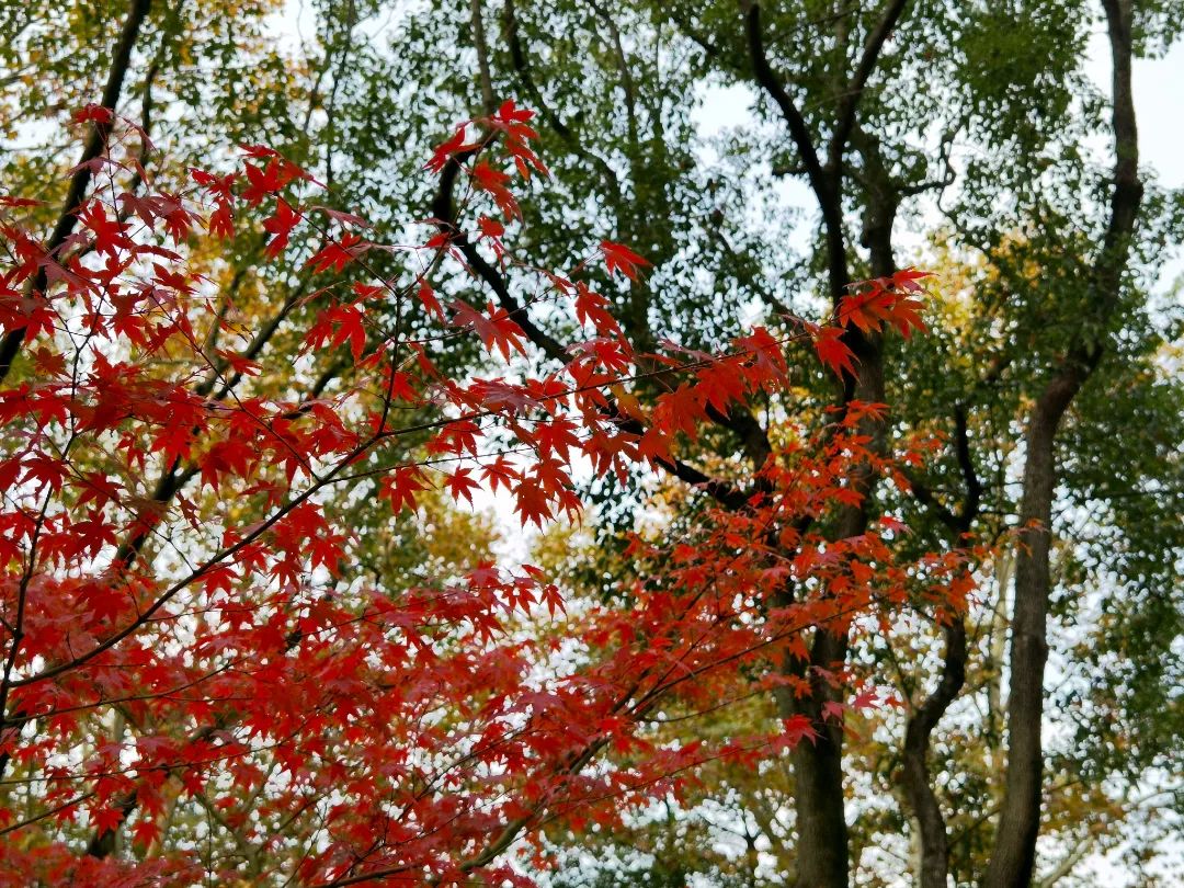 上海最美秋景,上海哪些公园可以拍秋景