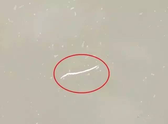 南美白对虾白便处理一例,南美白对虾白便的形成过程