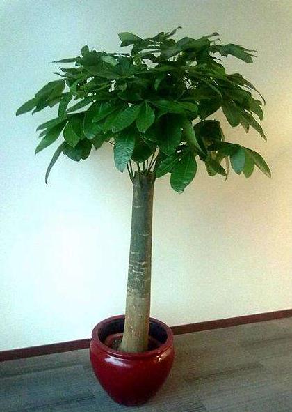 家里客厅适合摆放发财树吗,发财树在家里的最佳摆放位置