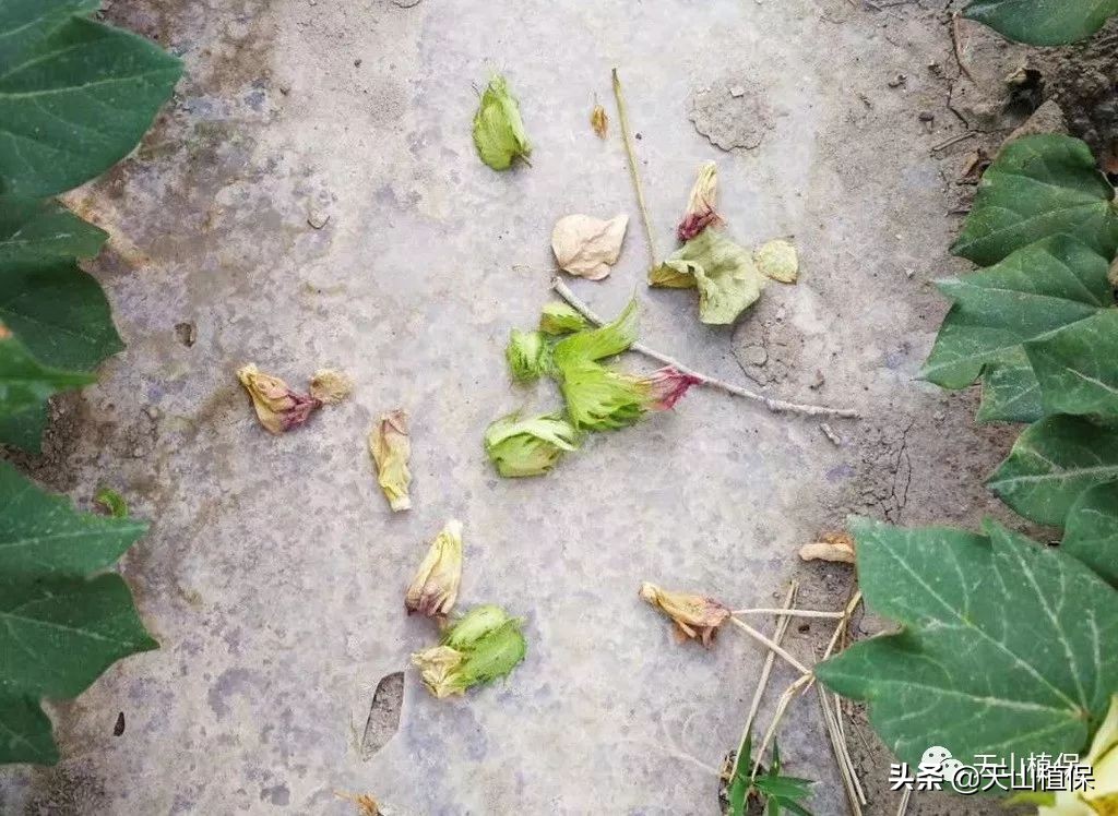 棉花防止蕾铃脱落的途径,棉花中部蕾铃脱落是怎么回事