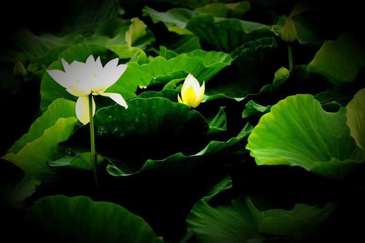 绿意绕绕一路行