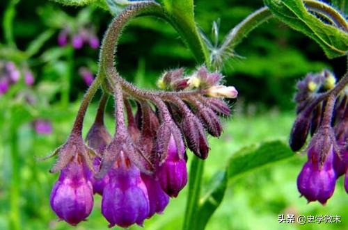 满朝朱紫贵尽是读书人的全文,古代穿紫衣代表什么