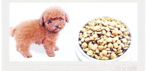 泰迪狗怎么训练视频教程大全,泰迪狗怎么训练捡球