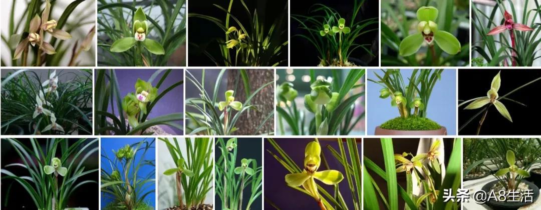 春兰张荷素兰花介绍,每日一品中国兰花春兰