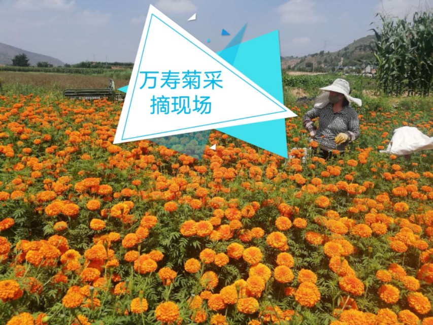 小蓟马的危害视频,豆角蓟马防治与高产