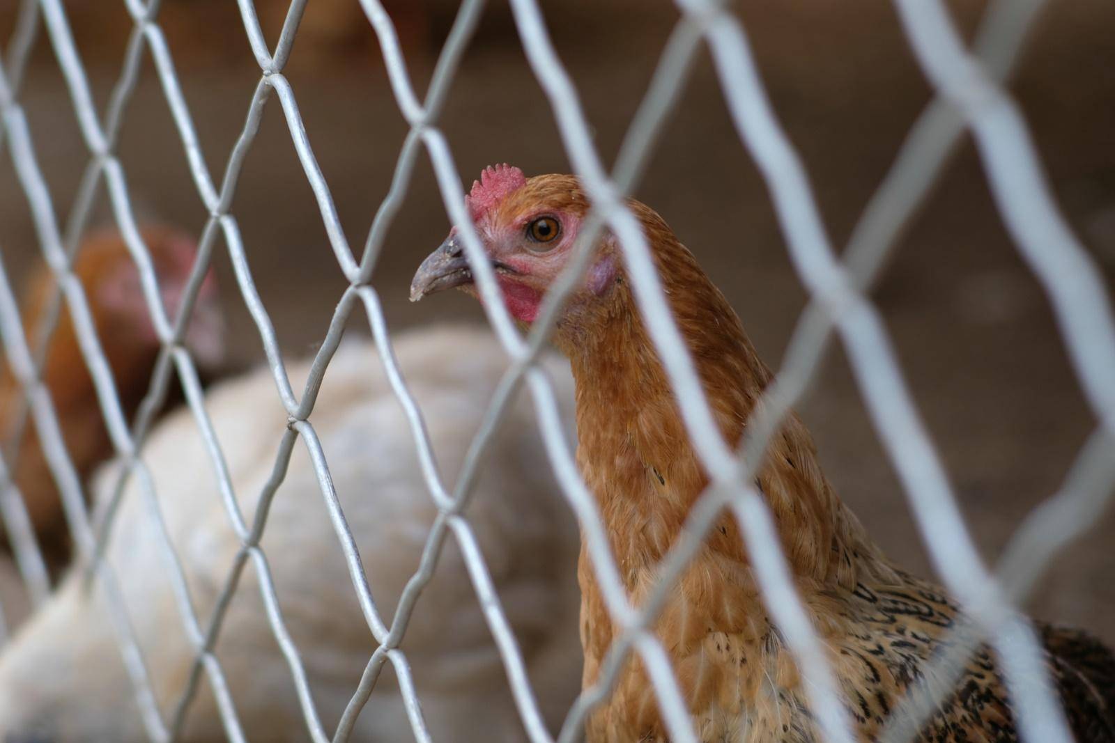 七工匠55mm1.4代镜头怎么样,七工匠55f1.4镜头一代与二代区别