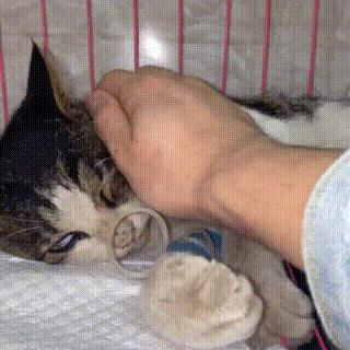 狸花猫被撞了,狸花猫受重伤