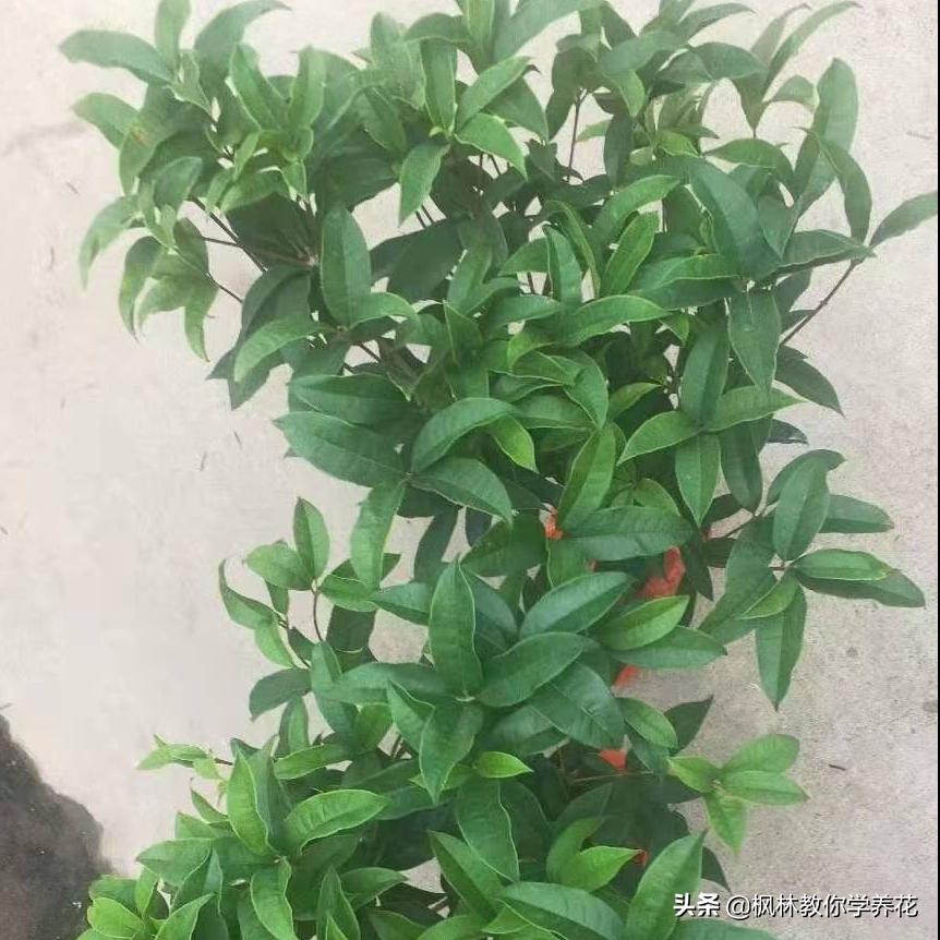 桂花树幼苗怎样栽培视频教程,桂花树的移栽方法和注意事项