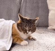 绝育猫的蛋蛋怎么处理,绝育后的猫蛋蛋怎么处理