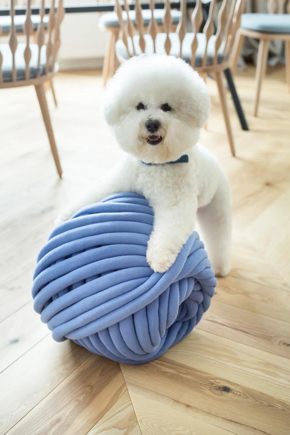 未来5年宠物智能产品,宠物产品logo设计