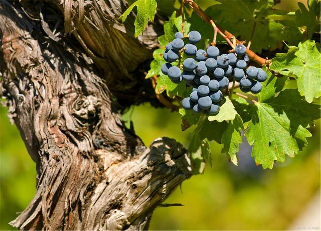 拉菲玫瑰红酒,拉菲传奇波尔多赤霞珠干红葡萄酒