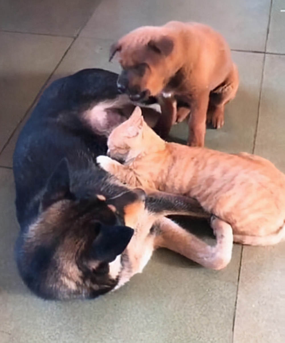 狗妈喂奶为什么喘气特别粗,狗妈妈喂奶会痛吗