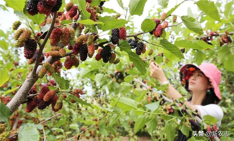 五鬼树有什么作用,五鬼树