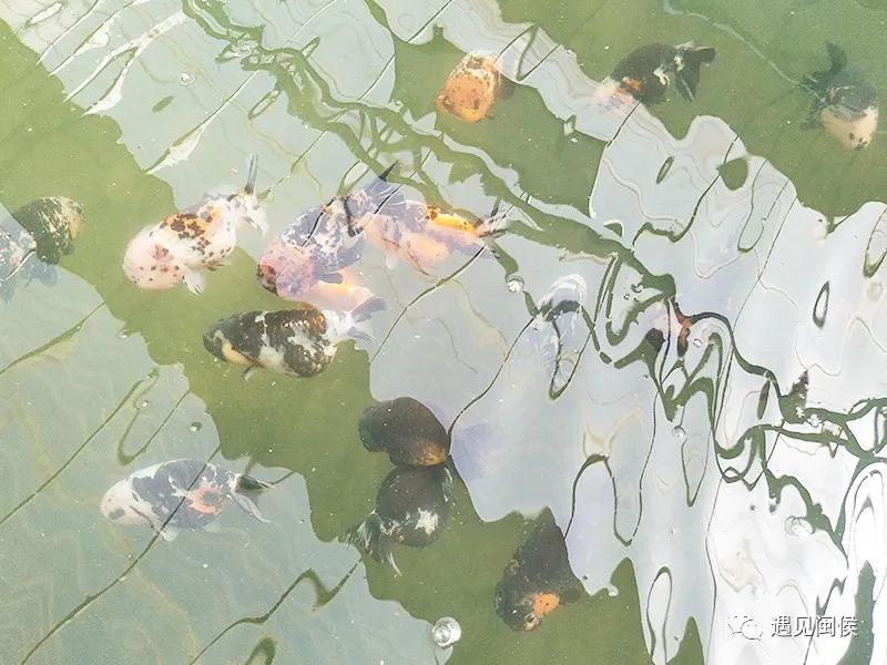 见过会踢足球的闽侯金鱼吗？盘它