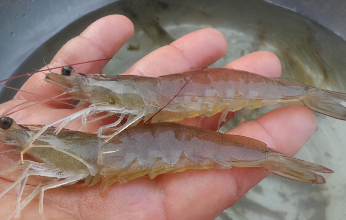 明虾基围虾白对虾的区别,基围虾明虾对虾怎么区别