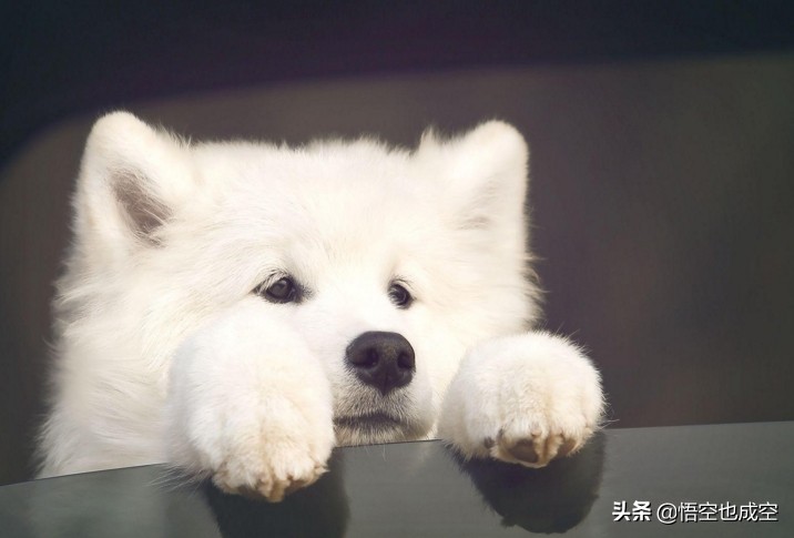 萨摩耶阿拉斯加哈士奇在草原上玩,阿拉斯加哈士奇萨摩耶三傻哪个大