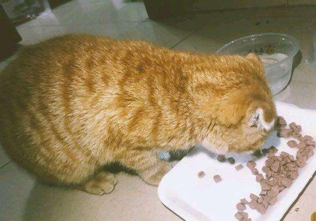 幼猫可以禁食水和粮吗,幼猫不喂猫粮喂养正确方法