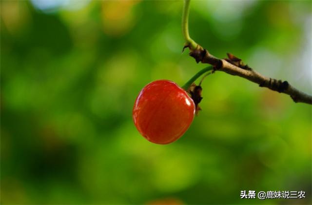 樱桃没熟裂口是什么原因,樱桃熟了怎么补救最快