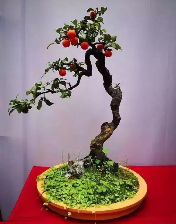 盆景的剪枝方法和技术,黑松盆景剪枝为什么不能一次到位