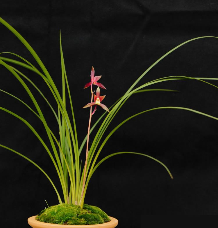 秋芝是什么样的兰花,秋芝兰花为什么这么贵