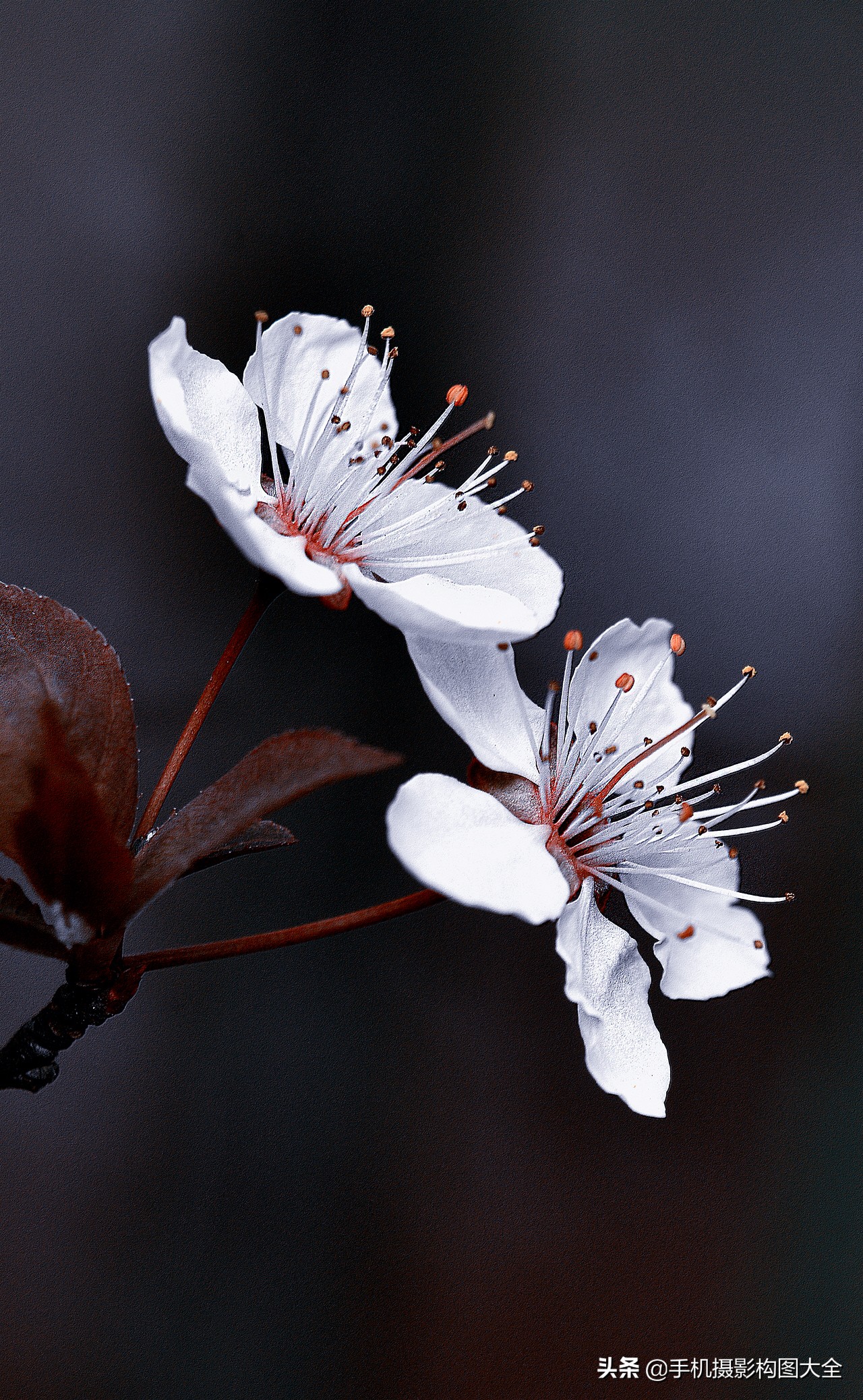 拍花十大必备技巧,拍花的100种构图
