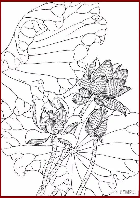 工笔白描简单荷花视频教程,工笔荷花的各种形态白描稿