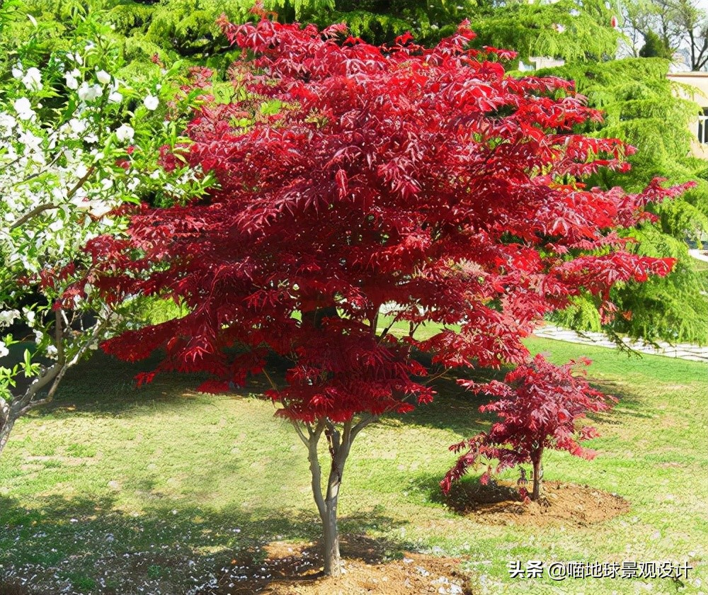 适合南方庭院种植100种花树,16种耐寒的庭院花卉植物